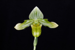 Paphiopedilum venustum fma. measurianum No Red HCC/AOS 75 pts.